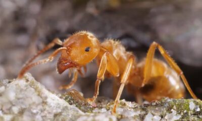 The parasitic ant who makes workers kill their own queen