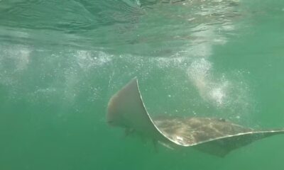 Introducing a new way to track animals in the deep blue