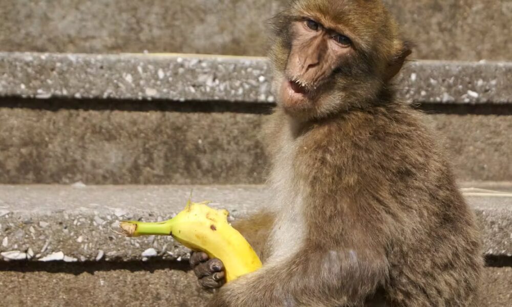 The surprising world of animal penises and what they reveal about humans