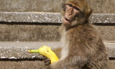 The surprising world of animal penises and what they reveal about humans