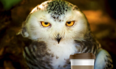 Let night owls be night owls: How the pandemic could dethrone the larks