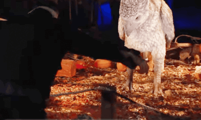 Attempts To Ruin A Harry Potter Attraction Have Failed, So Far