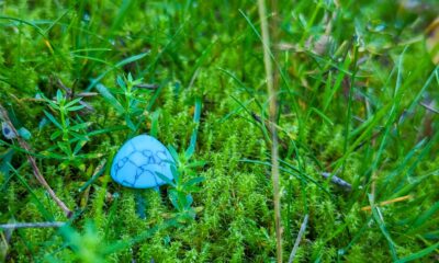 Bottom Picking BDCs: Golub Capital BDC