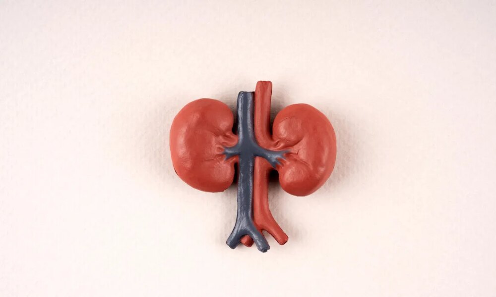 A 3D model of the kidneys and blood vessels over a pink background