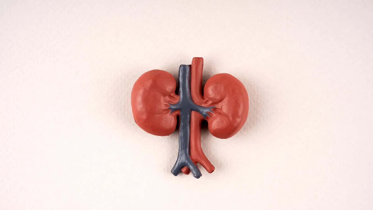 A 3D model of the kidneys and blood vessels over a pink background