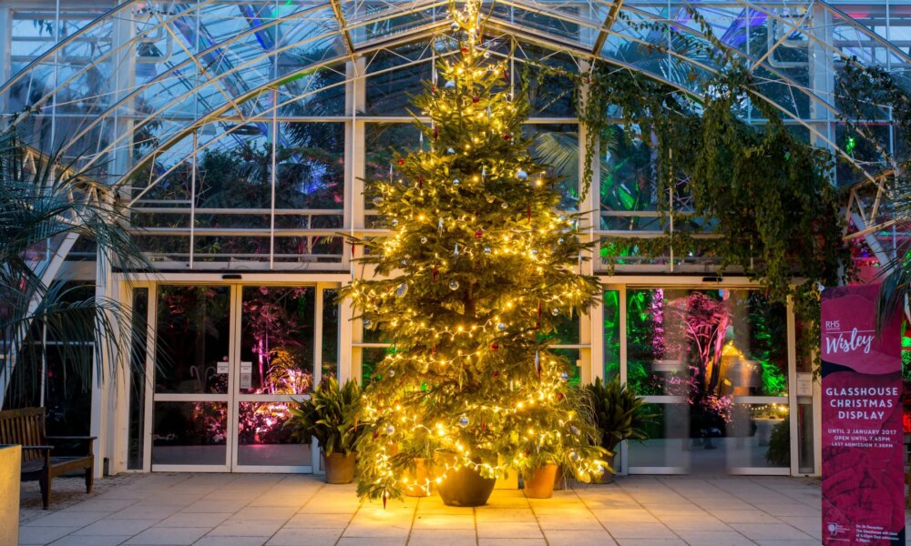 Expert reveals astonishing amount of water your Christmas tree needs each DAY in December to stop needle drop