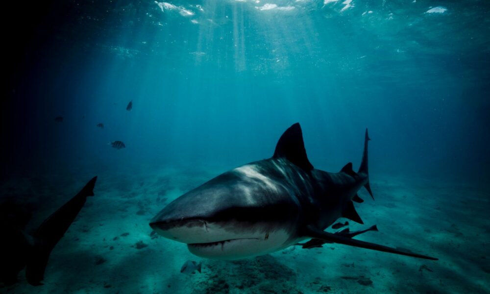 Early assessments indicate a bull shark may be responsible. File pic: iStock