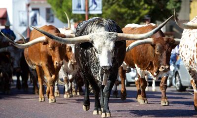 Dow Jones Futures: Bulls Rule Big Market Week: Nvidia Partner Leads Stocks In Buy Zones