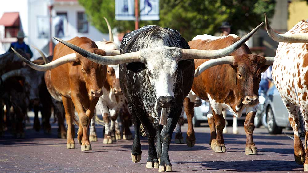 Dow Jones Futures: Bulls Rule Big Market Week: Nvidia Partner Leads Stocks In Buy Zones