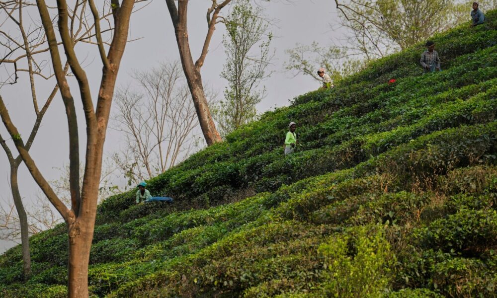 Tea tariffs that once sparked a revolution are now creating angst