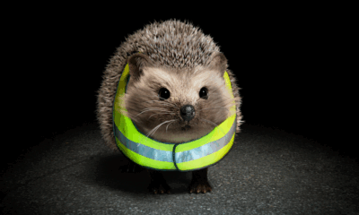 AD FEATURE: Vote now to choose the official name of the Department for Infrastructure’s new road safety mascot