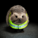 AD FEATURE: Vote now to choose the official name of the Department for Infrastructure’s new road safety mascot