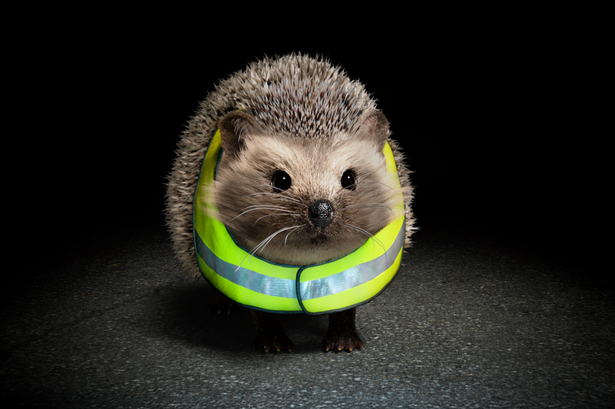 AD FEATURE: Vote now to choose the official name of the Department for Infrastructure’s new road safety mascot