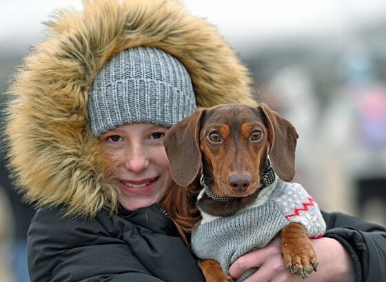 Hundreds of sausage dogs descend on a Welsh beach