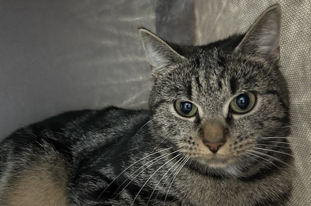 These 10 loving animals are looking for a new family ahead of Christmas