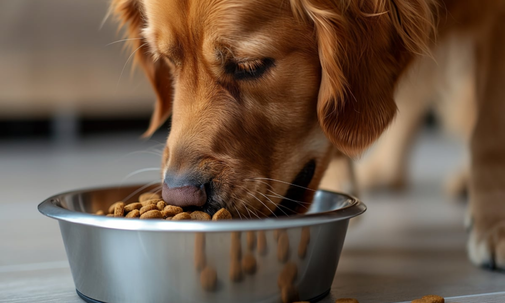 Never face an empty pet food cupboard again with smart repeat deliveries