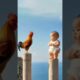 Funny videos are purely entertainment cute kids vs. rooster