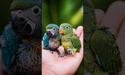 From Tiny Pet to Wild Giant 🦜 #animals #entertainment #shorts
