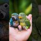 From Tiny Pet to Wild Giant 🦜 #animals #entertainment #shorts