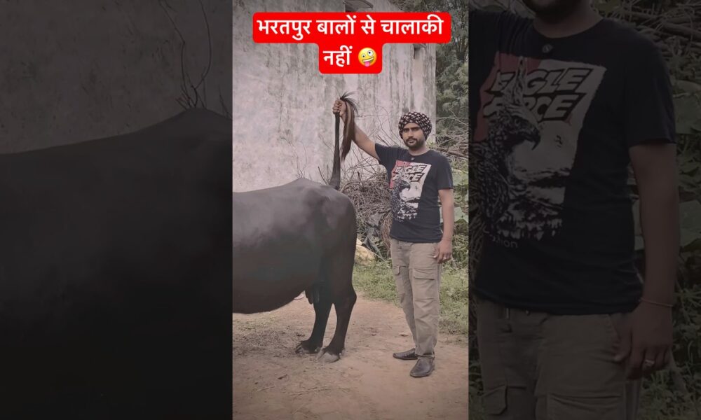 भैंस बिकाऊ है #shortsfeed #funny #couplecomedy #entertainment #husbandwife #fun #facts #jaat