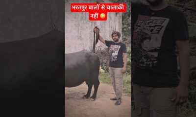 भैंस बिकाऊ है #shortsfeed #funny #couplecomedy #entertainment #husbandwife #fun #facts #jaat