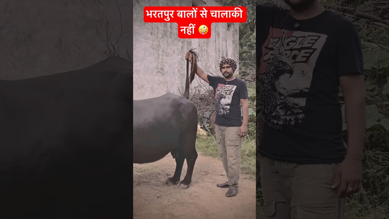 भैंस बिकाऊ है #shortsfeed #funny #couplecomedy #entertainment #husbandwife #fun #facts #jaat