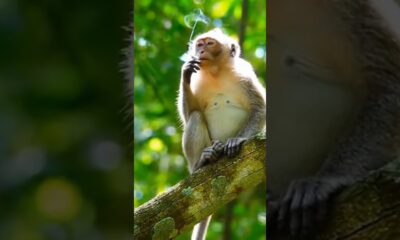 😱 #entertainment #monkey #video