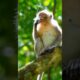 😱 #entertainment #monkey #video