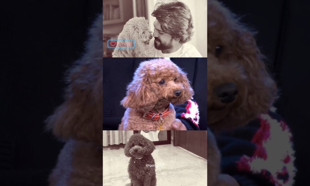 @ramcharan🥰RHYME❤️Pet #trending #shorts #telugu #entertainment #pets #animals