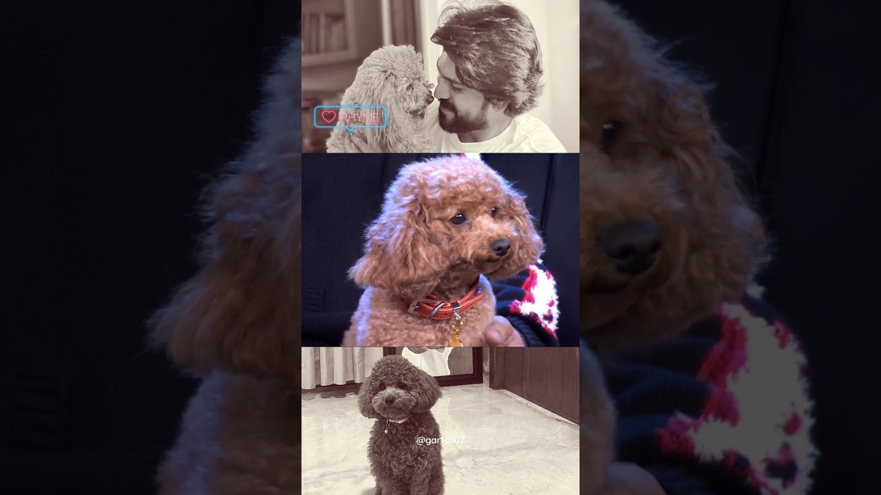 @ramcharan🥰RHYME❤️Pet #trending #shorts #telugu #entertainment #pets #animals