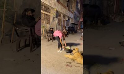 Shair ko chara dal dya😂❤️qurbani2025❤️ #song #entertainment #petlover #cow #ytshorts #animals #pet