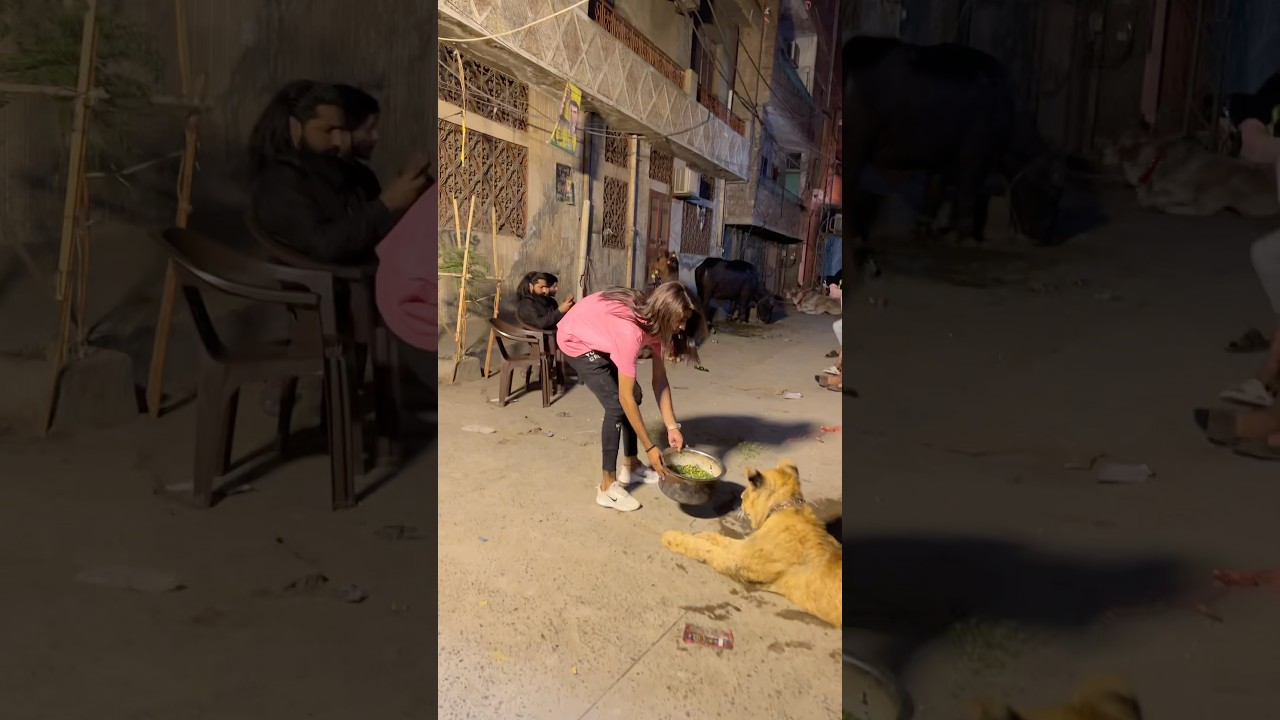 Shair ko chara dal dya😂❤️qurbani2025❤️ #song #entertainment #petlover #cow #ytshorts #animals #pet