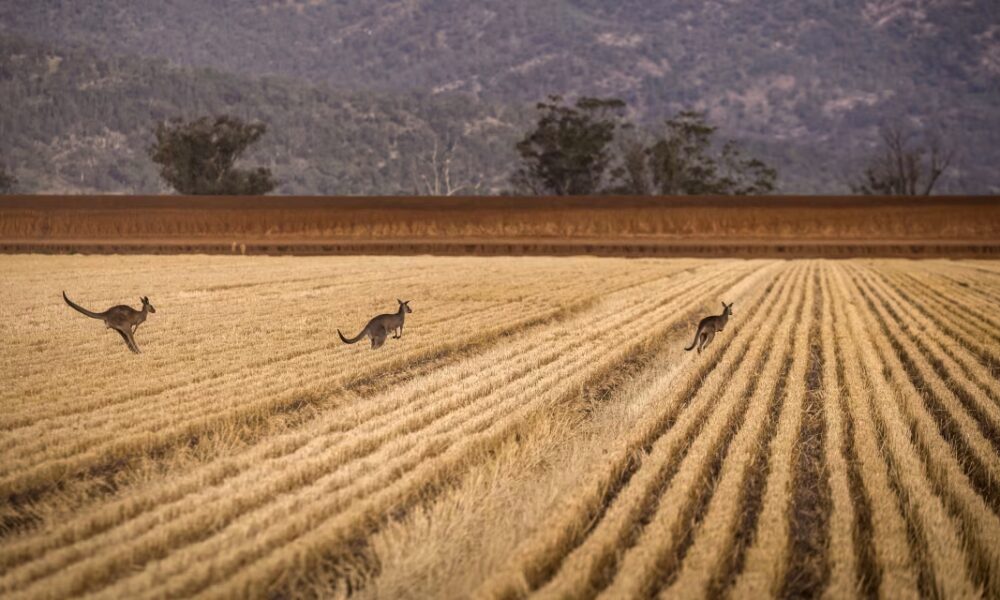 World Food Prices Fall for Third Straight Month