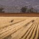 World Food Prices Fall for Third Straight Month