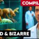 Compilation: Weird & Bizarre stories!
