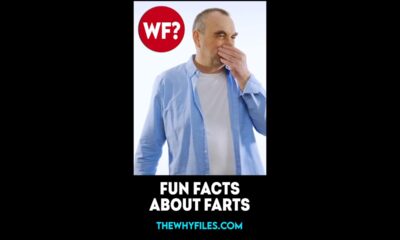 Fun Facts about Farts 03 - The Why Files #shorts