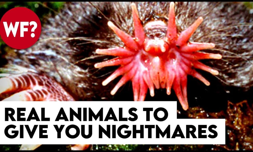 Top 10 Terrifying Animals That Actually Exist