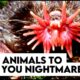 Top 10 Terrifying Animals That Actually Exist