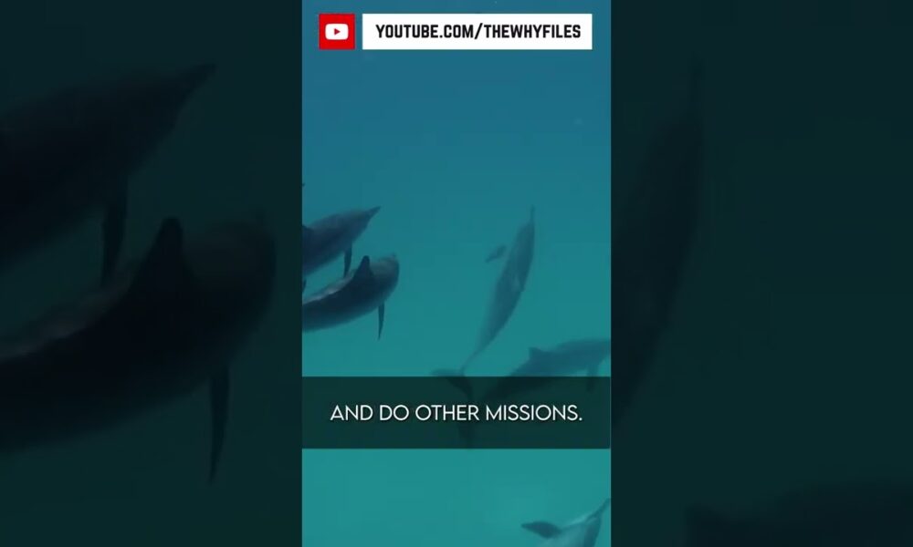 True or False? Did you know all of these? #09 #thewhyfiles #shorts