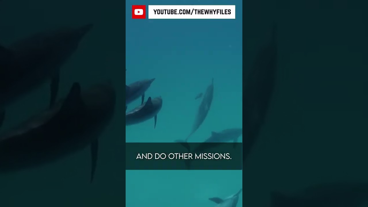 True or False? Did you know all of these? #09 #thewhyfiles #shorts