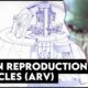How to Build a Working UFO | Alien Reproduction Vehicles (ARVs)