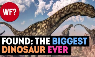 Largest Dinosaur EVER Discovered 😮 | Bigger than Patagotitan Majorum