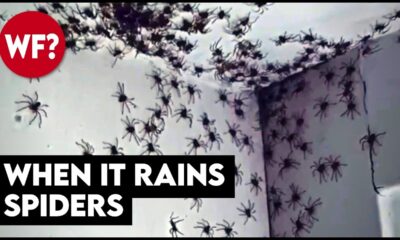 Raining spiders, frogs, fish and ... meat. Yes, meat.