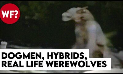 Dogmen, Hybrids, The Beast of Bray Road | True Stories of Werewolves