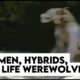 Dogmen, Hybrids, The Beast of Bray Road | True Stories of Werewolves