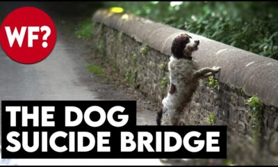 The Dog Suicide Bridge | Why Have Hundreds of Dogs Jumped?