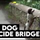The Dog Suicide Bridge | Why Have Hundreds of Dogs Jumped?