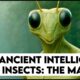 Earth's Mantis Overlords | They've Been Here all Along