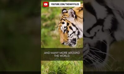 True or False? Did you know all of these? #08 #thewhyfiles #shorts