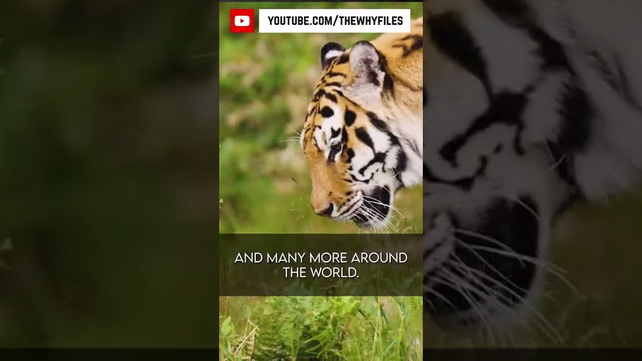 True or False? Did you know all of these? #08 #thewhyfiles #shorts